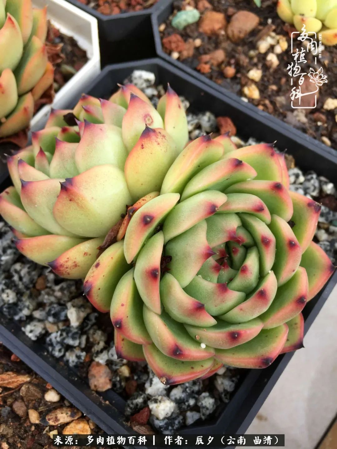 缂辩换鏃栨棊钁宠暏鐢熼,缂辩换鏃栨棊钁宠暏鐢熼鍑哄