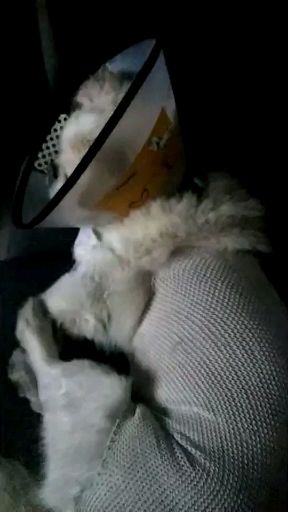 公猫膀胱结石手术,公犬尿道结石手术