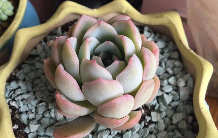 多肉冰梅怎么养出状态,多肉冰梅适合新手吗