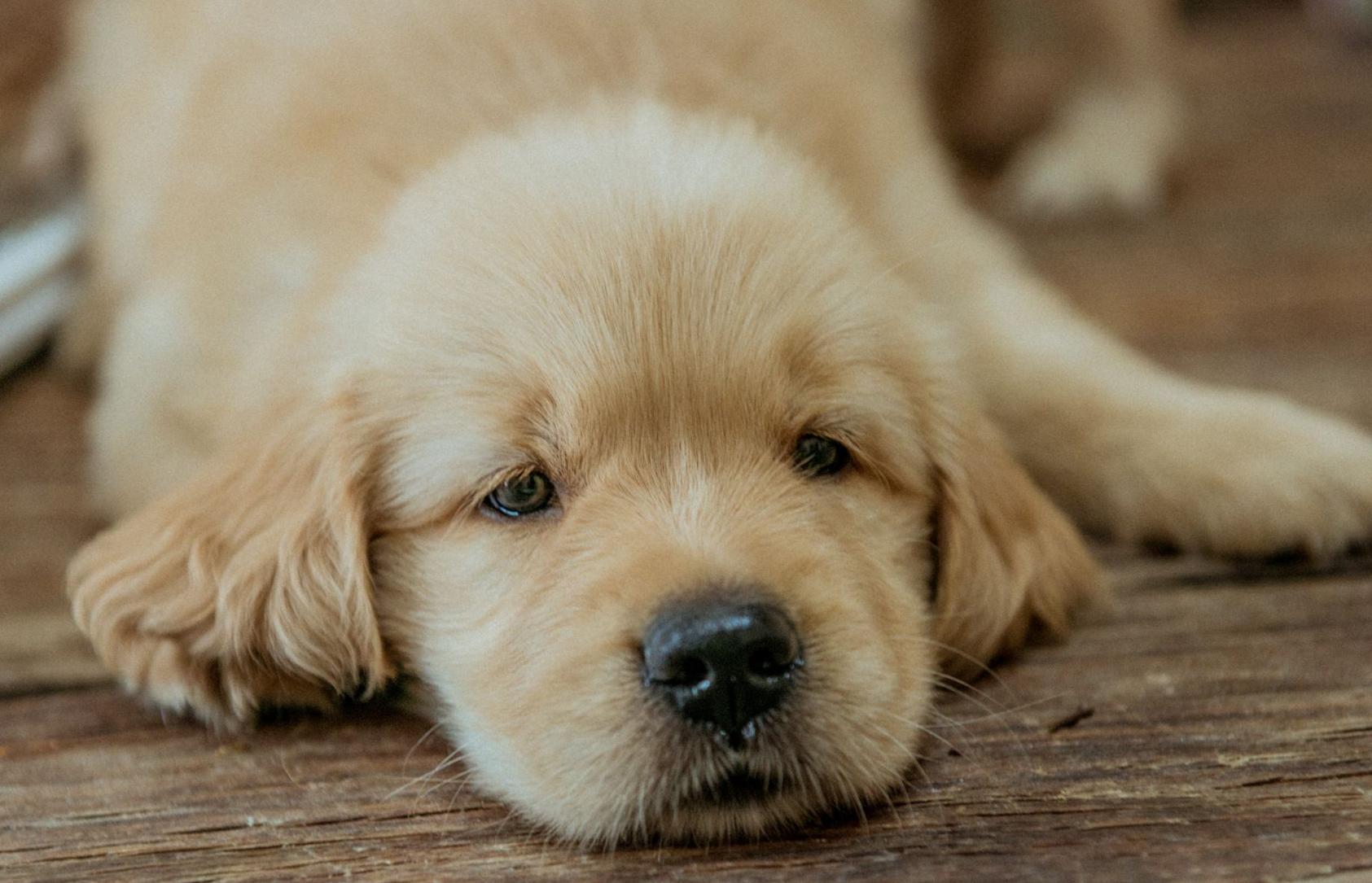 狗狗不睡觉嗷嗷的叫唤是怎么回事,狗狗晚上不愿意睡笼子怎么办