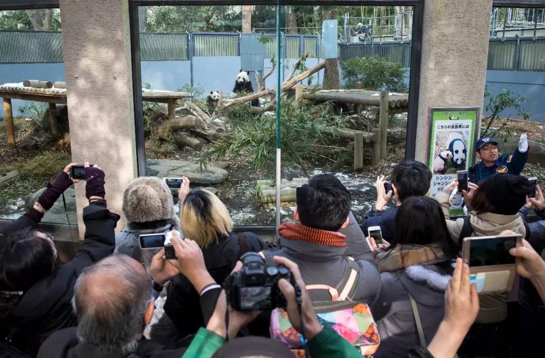 中国有没有比熊猫更可爱的动物,十一种比熊猫还濒危的动物