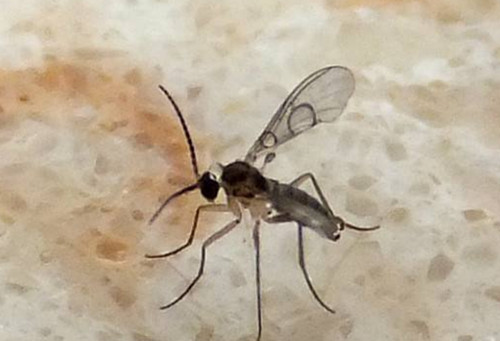 平菇虫害,平菇病虫害防治