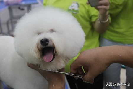 有型有款比熊犬，Part1——它最大的特点是什么？