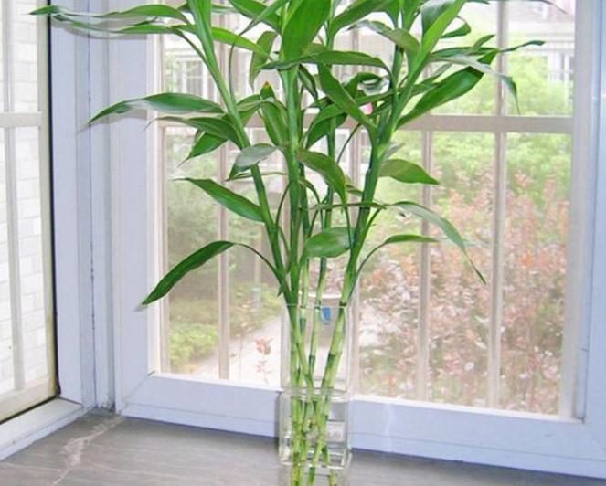室内水培富贵竹发臭了怎么办？跟着3步走，还能恢复生机
