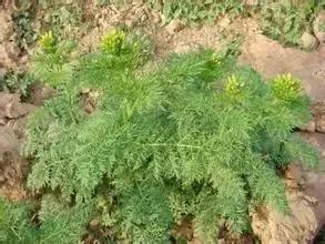 田间杂草认不清来看高清大图,常见田间杂草图片