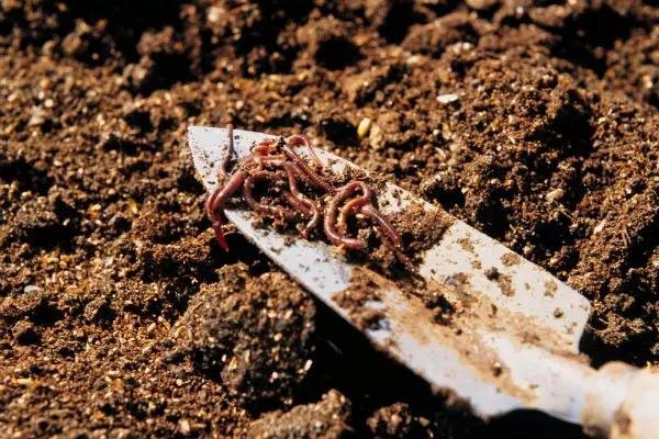 改良土壤是牛粪好还是蚯蚓粪好,蚯蚓粪能改善土壤板结吗