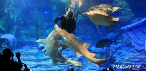 武汉市海洋馆有什么好玩的,武汉海洋馆附近有什么好玩的地方