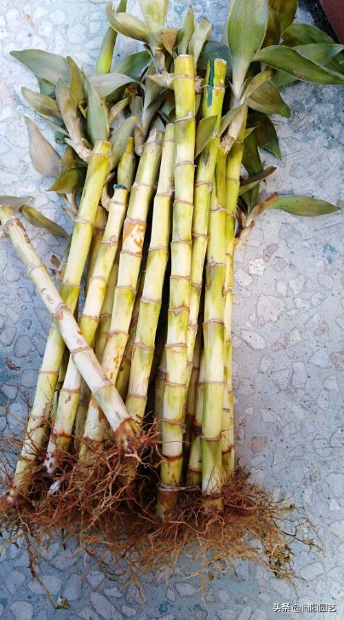 富贵竹叶子发黄，水体发臭，学学养护小技巧，冬天也能呼呼长