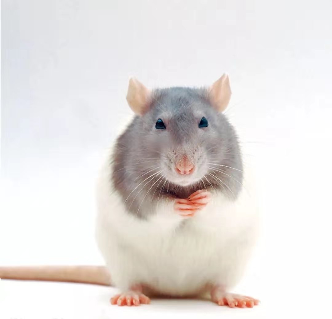 花枝鼠总打喷嚏,作为新手铲屎官,该如何从容应对?