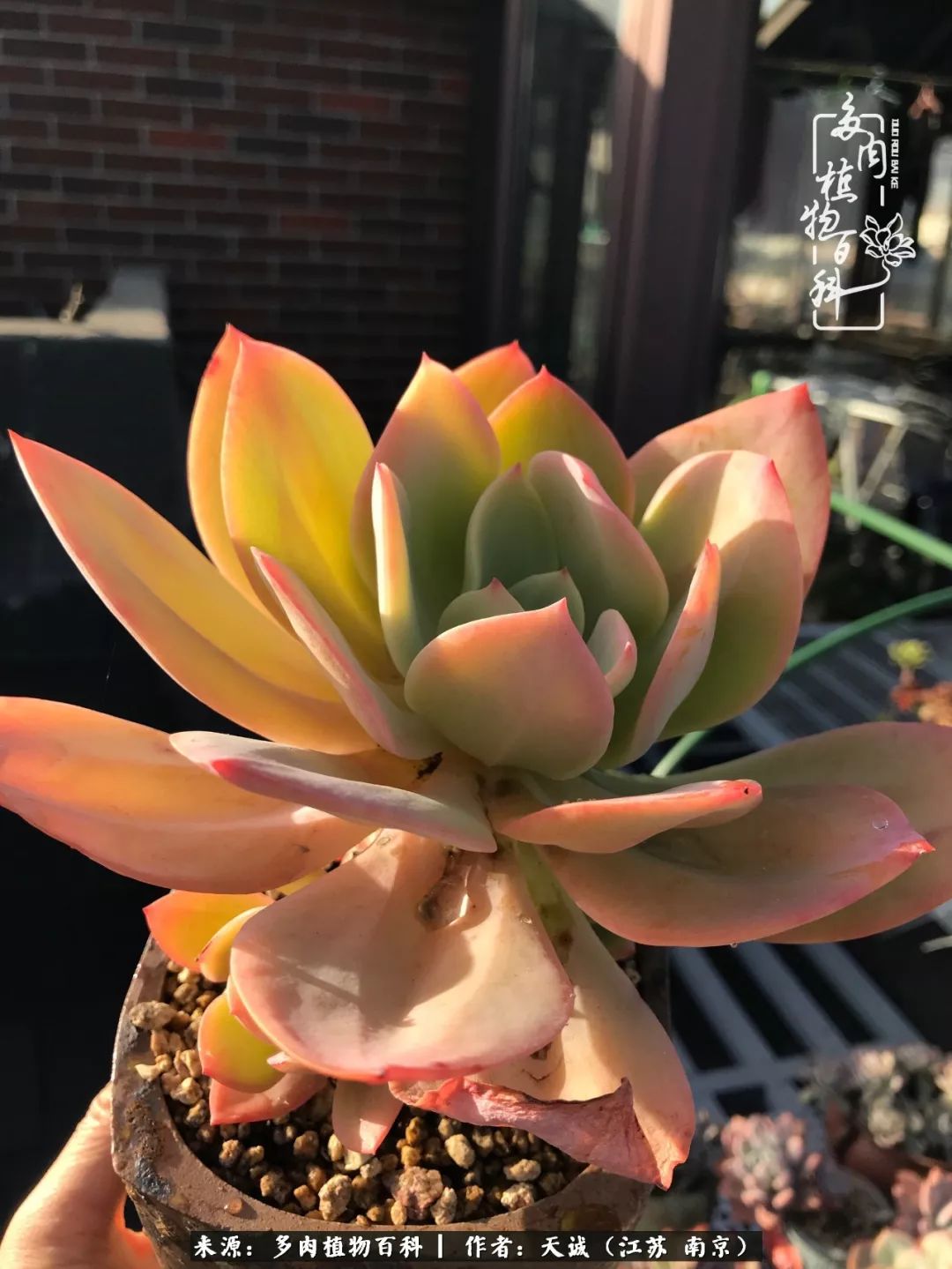 鍙拱瀵圭殑涓嶄拱璐电殑灏忔牱,鍙拱瀵圭殑涓嶄拱璐电殑鍥剧墖灞曠ず