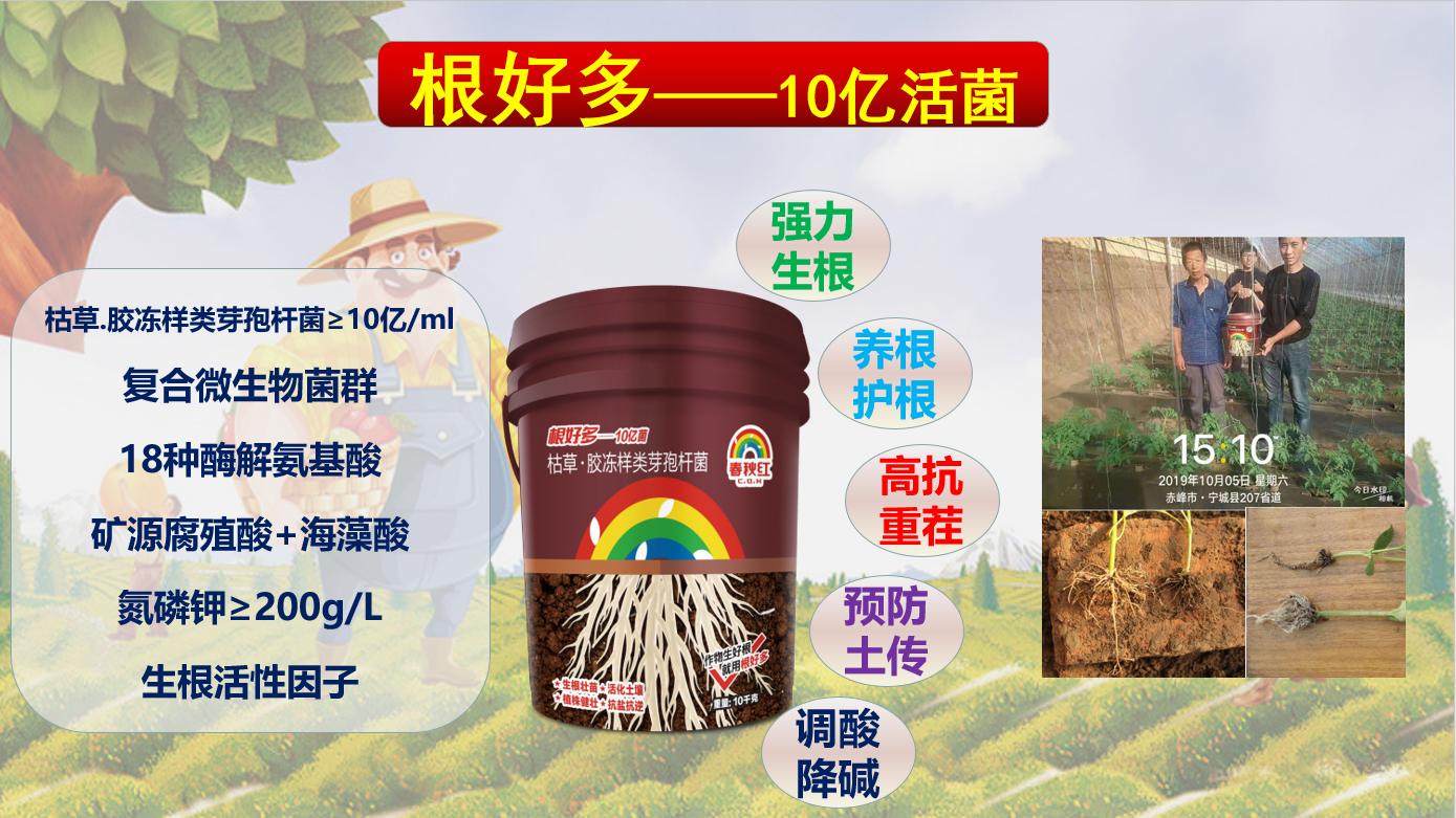 种姜中期管理的全过程,姜怎么养根