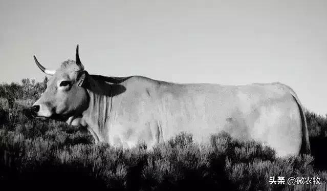养牛不懂品种是不行的!牛品种大全!转了!
