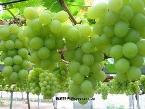 大新疆有啥特产,盘点十大新疆的特产