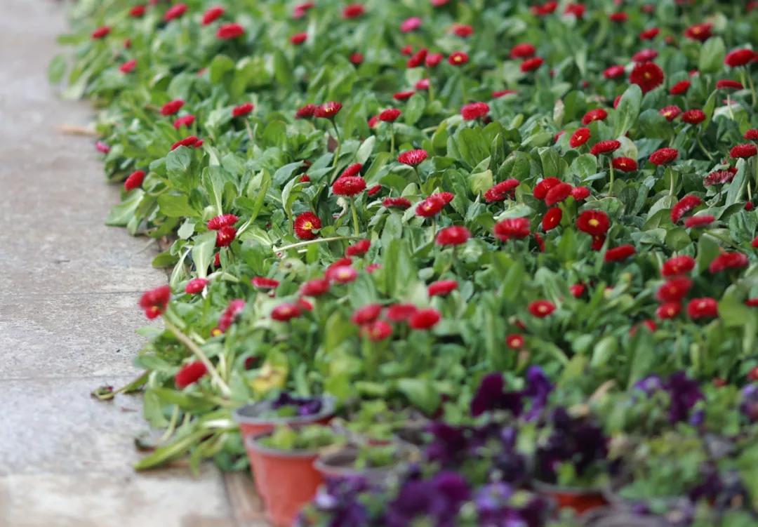 泡菜购买推荐,泡菜买哪个种类好