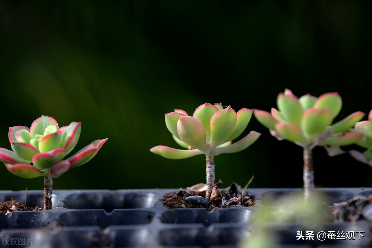 沭阳县百强县排名,中国百强县江苏沭阳
