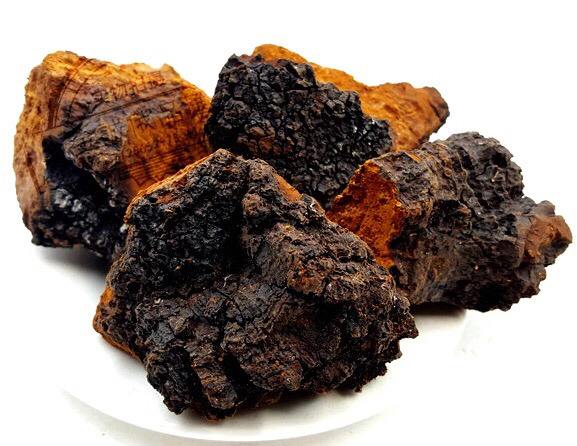 来自俄罗斯的神奇宝贝桦树茸,cctv7报道桦树茸