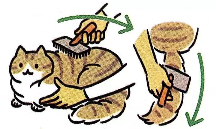 给猫梳毛能防止掉毛吗,给猫梳毛为什么猫会舒服