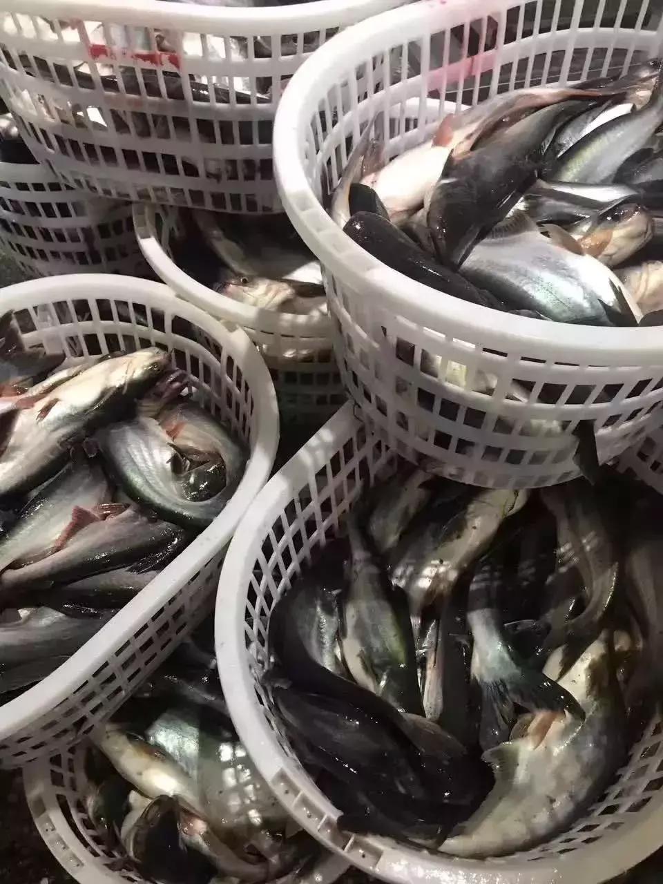 最新国外巴沙鱼进口情况,最新缅甸巴沙鱼消息