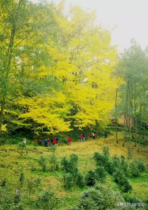 成都周边爬山的好地方人少免费,大年初一成都周边登山游一日游