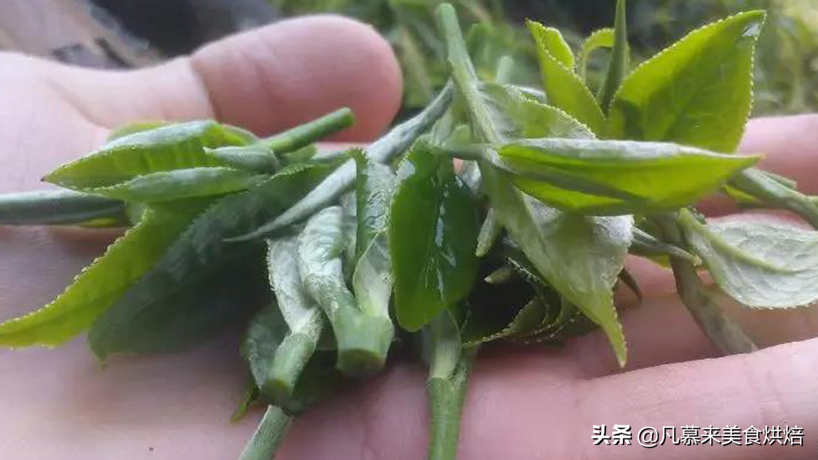 什么品种的茶叶最好喝,中国十大名茶哪种茶叶最好喝