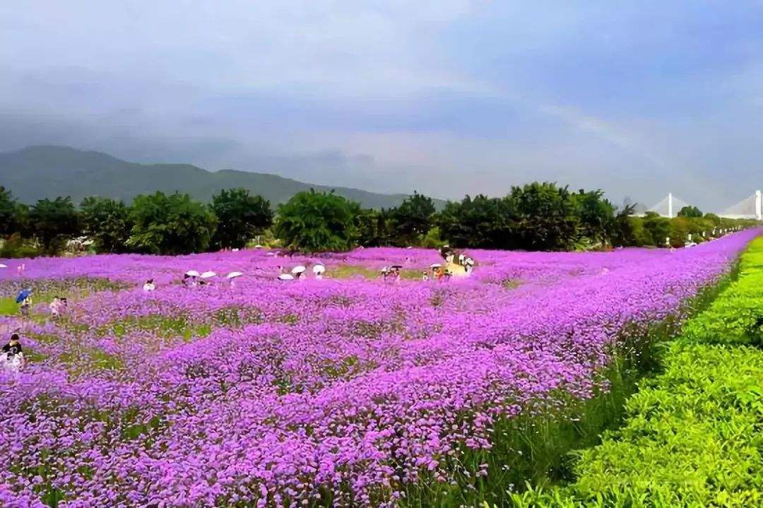 柳叶马鞭草春季养护,柳叶马鞭草阳台