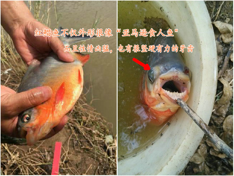 食人鱼咬死甲鱼事件,食人鱼钓鲶鱼视频