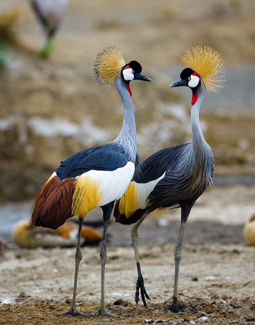 世界所有国家国鸟,世界各国国鸟大全