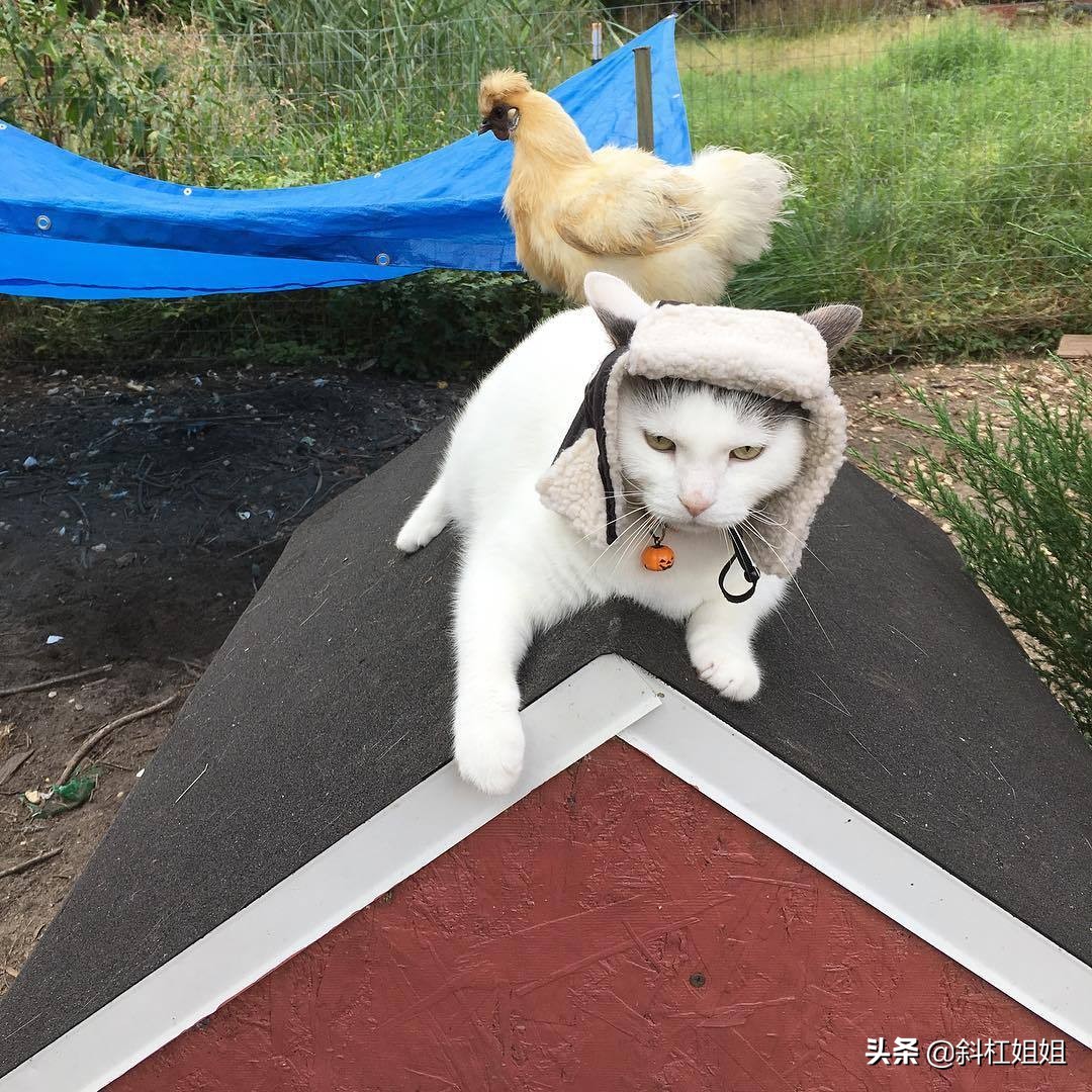 国外一只猫每天自己外出,国外一只猫经常露出奇怪表情