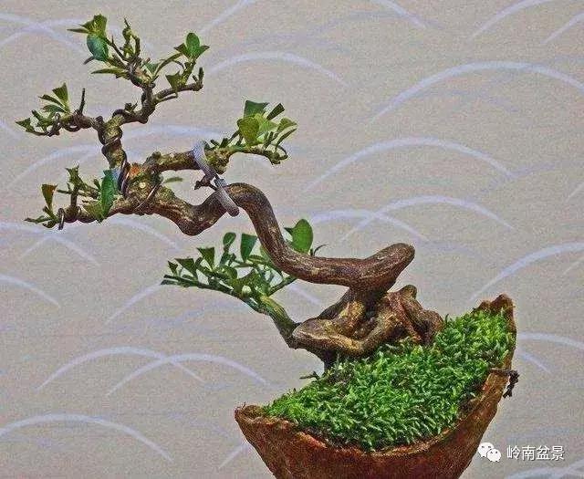 高桩金豆盆景大全,金豆双杆文人盆景欣赏