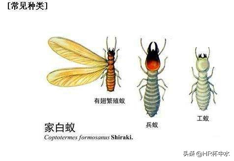 怎样防止白蚁从窗缝钻进去,长翅膀白蚁的消灭方法