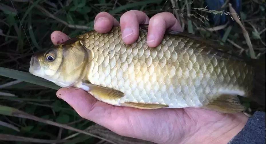 阴漂不中鱼是什么原因,钓鱼时老是阴漂怎么才能解决