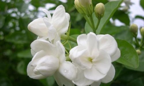 茉莉花施肥、浇水都有技巧,夏天开花多,满园飘香