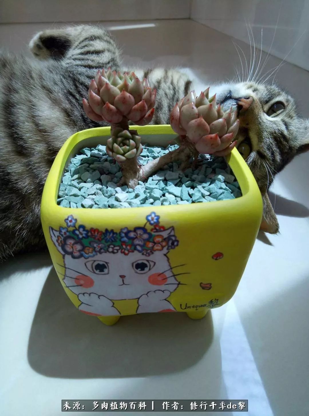 鱼和熊掌不可兼得自由和爱情,鱼和熊掌不可兼得胖和丑如影随形