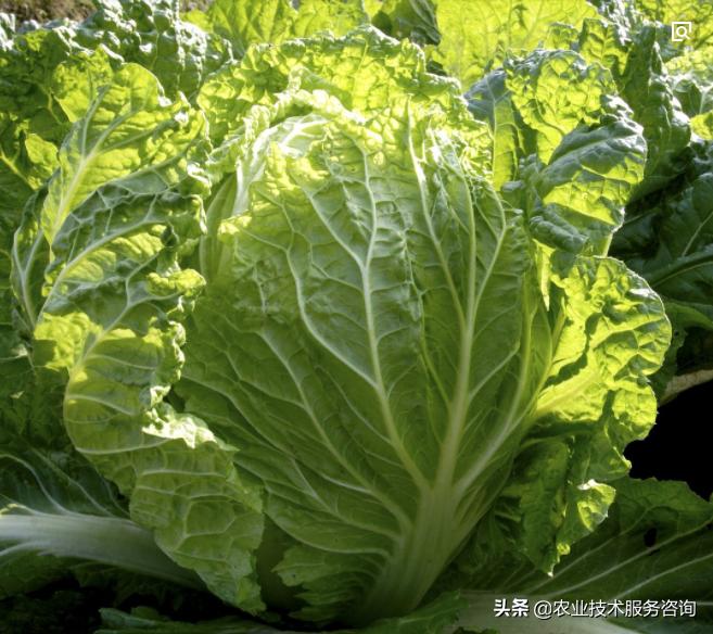 一年四季阳台可以种植的蔬菜,阳台蔬菜品种有哪些