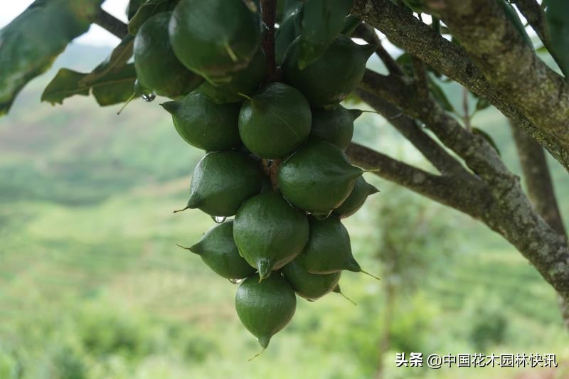 云南水果产业现状,云南水果发展现状