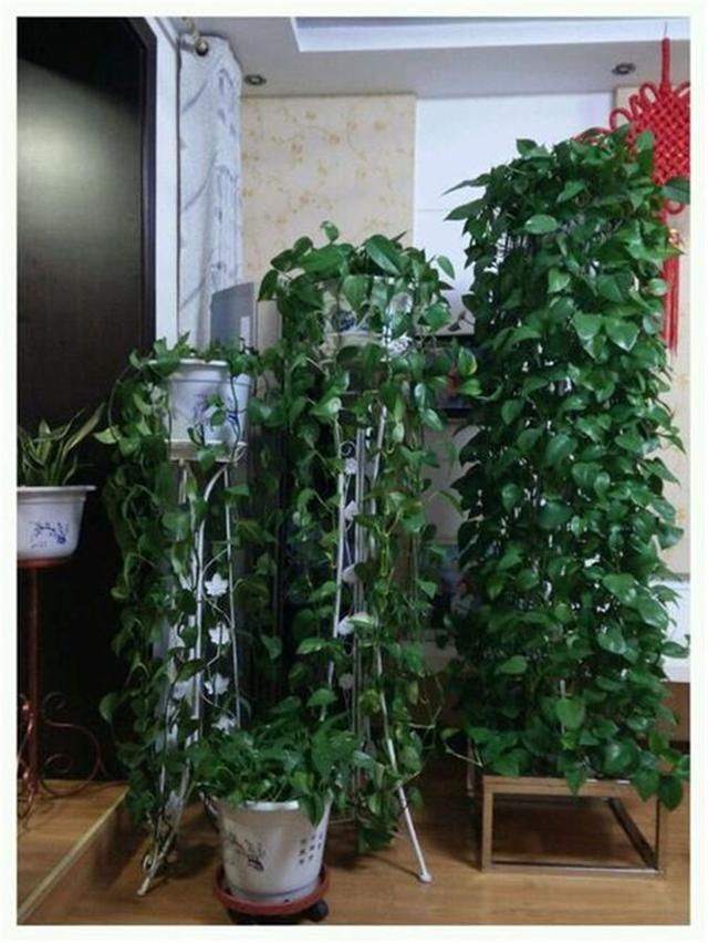 水养绿萝多久浇一次水才能好,绿萝能不能用阿司匹林片兑水浇水