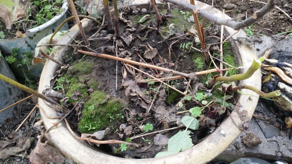 用老水缸来种荷花,旧水缸种莲藕视频