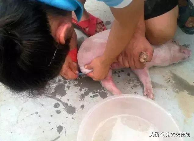 猪场仔猪阉猪技术,养猪场产房阉猪操作