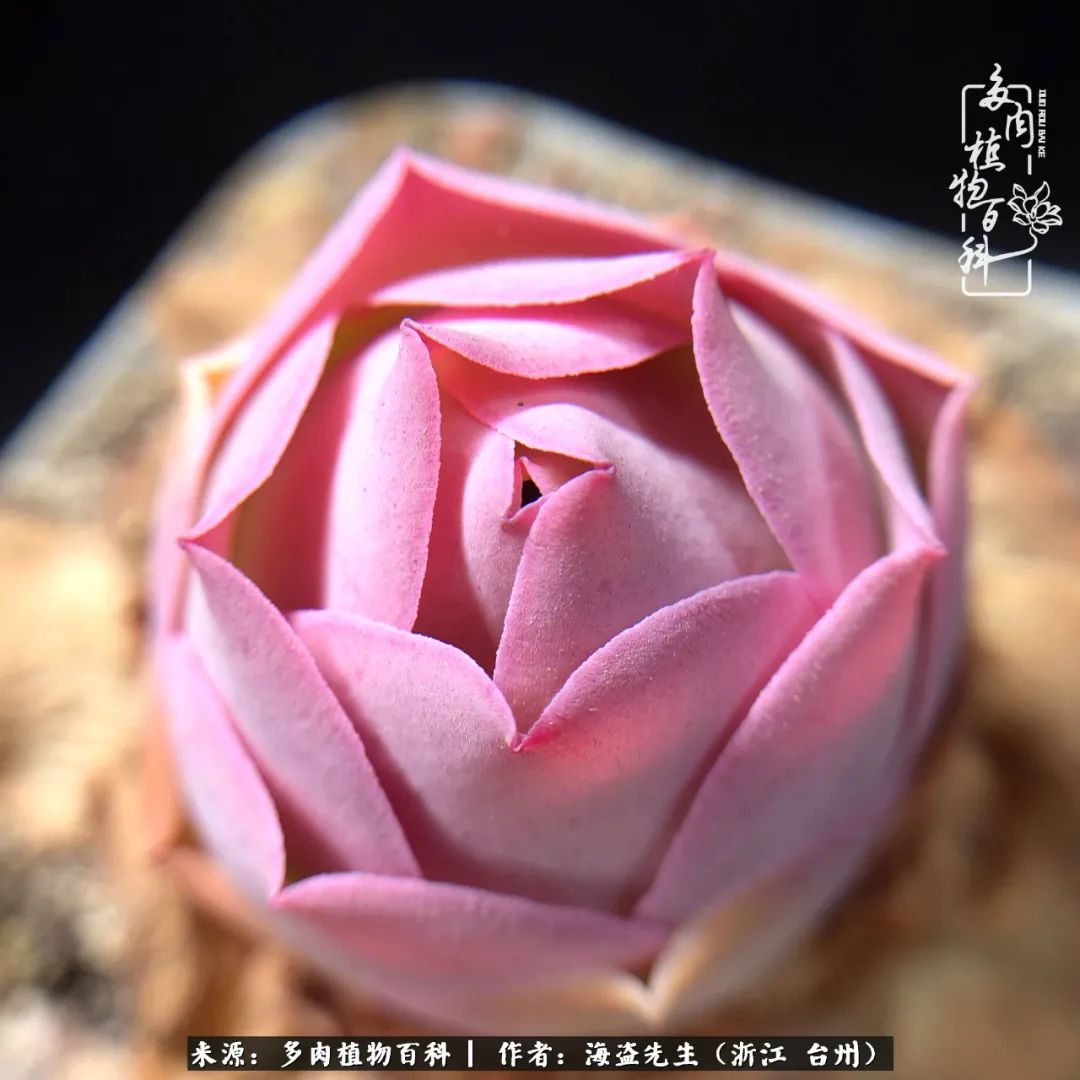 山地玫瑰养护顺口溜,山地玫瑰的养护种植注意事项视频