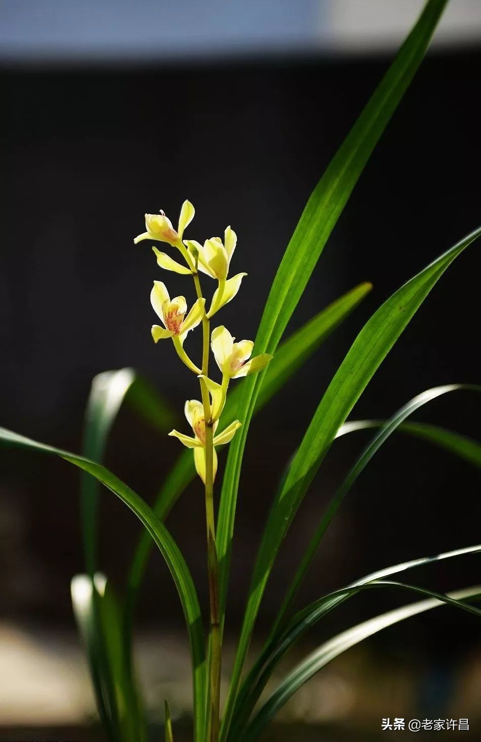 与青兰语：一位爸爸的心声