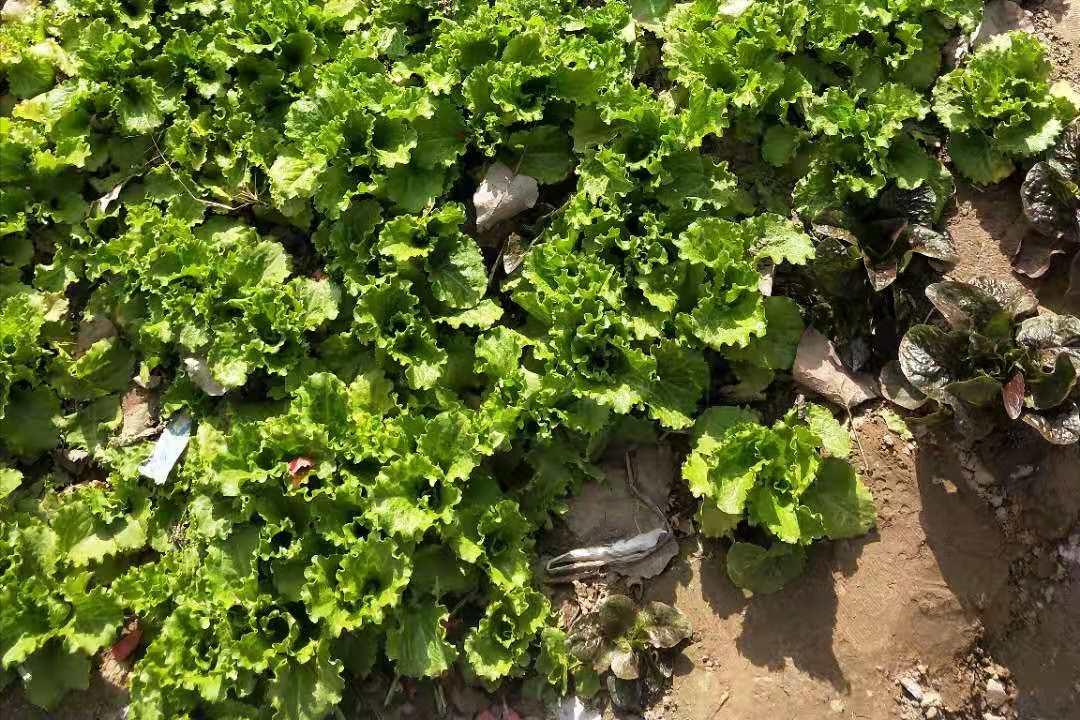 春天夏天适合种什么蔬菜,春天适合播种的蔬菜有哪些