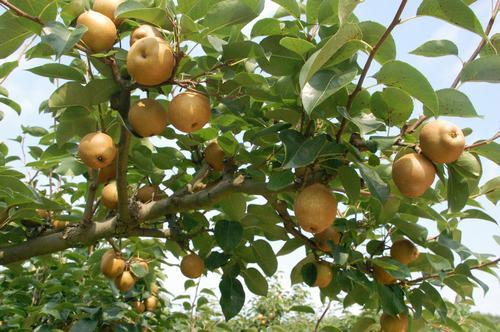 晚秋黄梨种植初次挂果几年,晚秋黄梨幼苗怎样管理