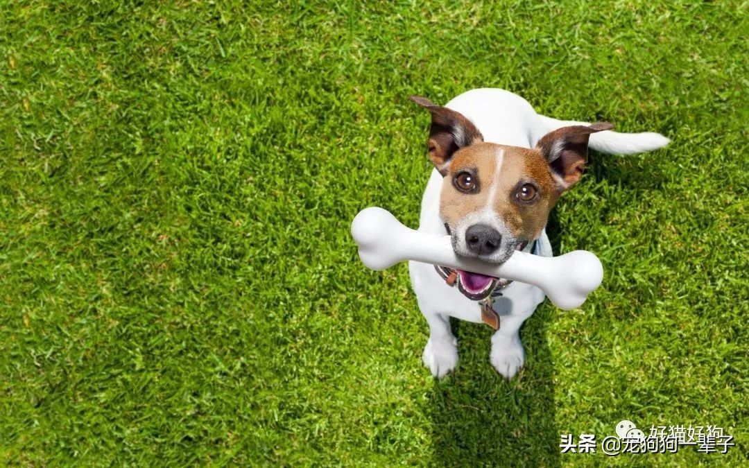 狗狗缺磷钙,狗狗最佳钙磷比