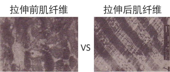 马拉松赛前如何快速恢复最佳状态,马拉松后恢复跑步的最佳方案