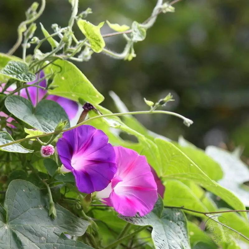 矮牵牛适合什么温度播种,矮牵牛适合在什么季节播种