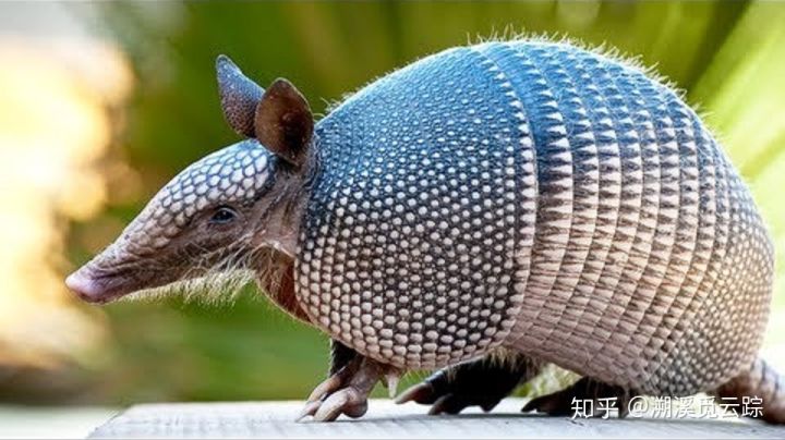 有哪些容易被认错的动物,容易被欺负的动物有哪些