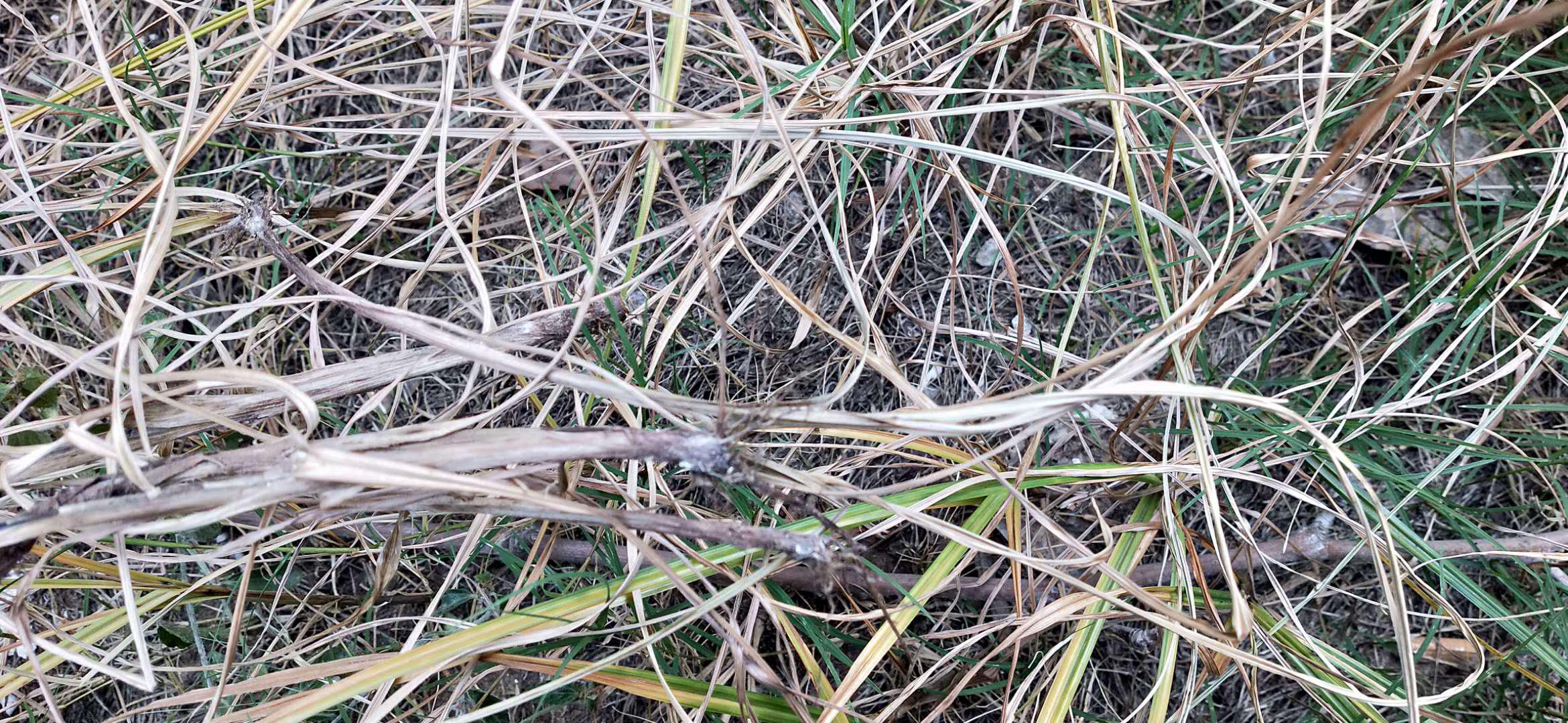 草坪入秋如何延长绿期,草坪复绿方法