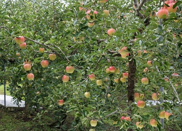 果园害虫金龟子种类,金龟甲病害