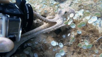 潜水员拍到章鱼视频,潜水员与巨型八爪鱼