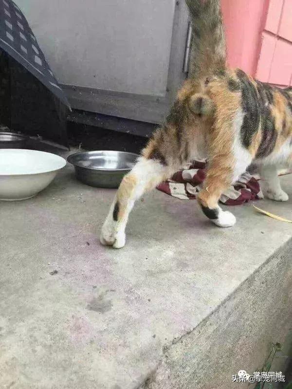 猫咪都是白色的怎么回事,猫咪为什么都看起来很干净